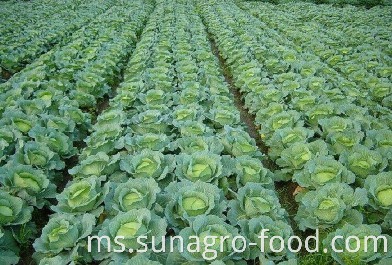 Fresh And Delicious Cabbage